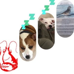 Meet your Posher, Crystal